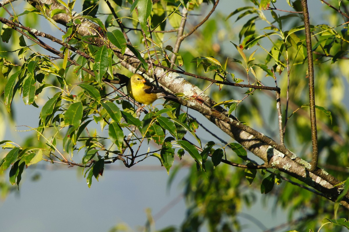 American Goldfinch - ML620177251