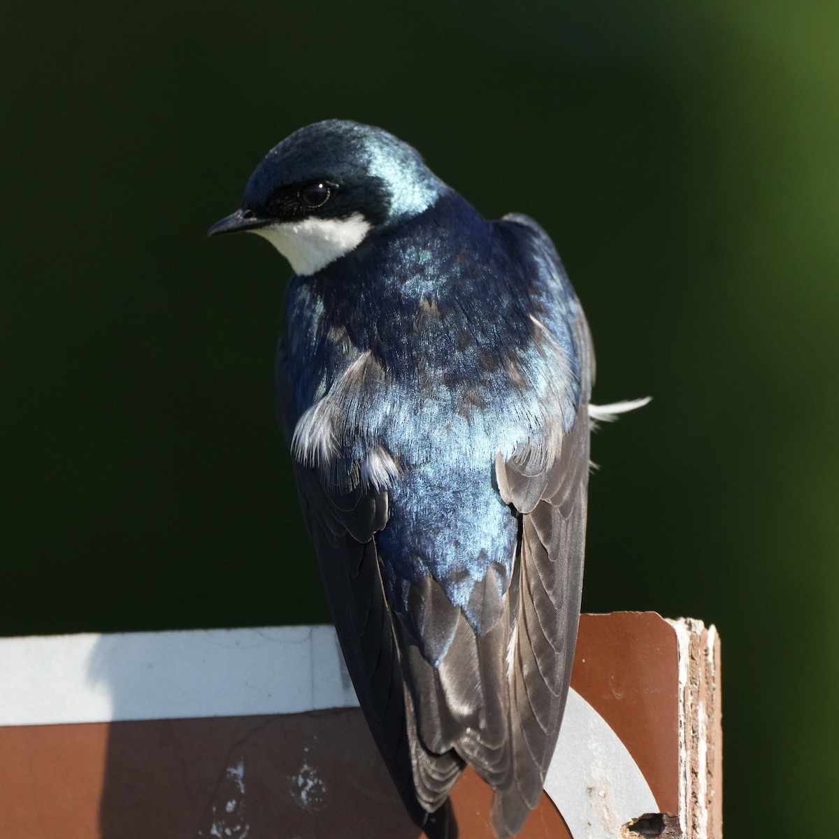 Tree Swallow - ML620177252