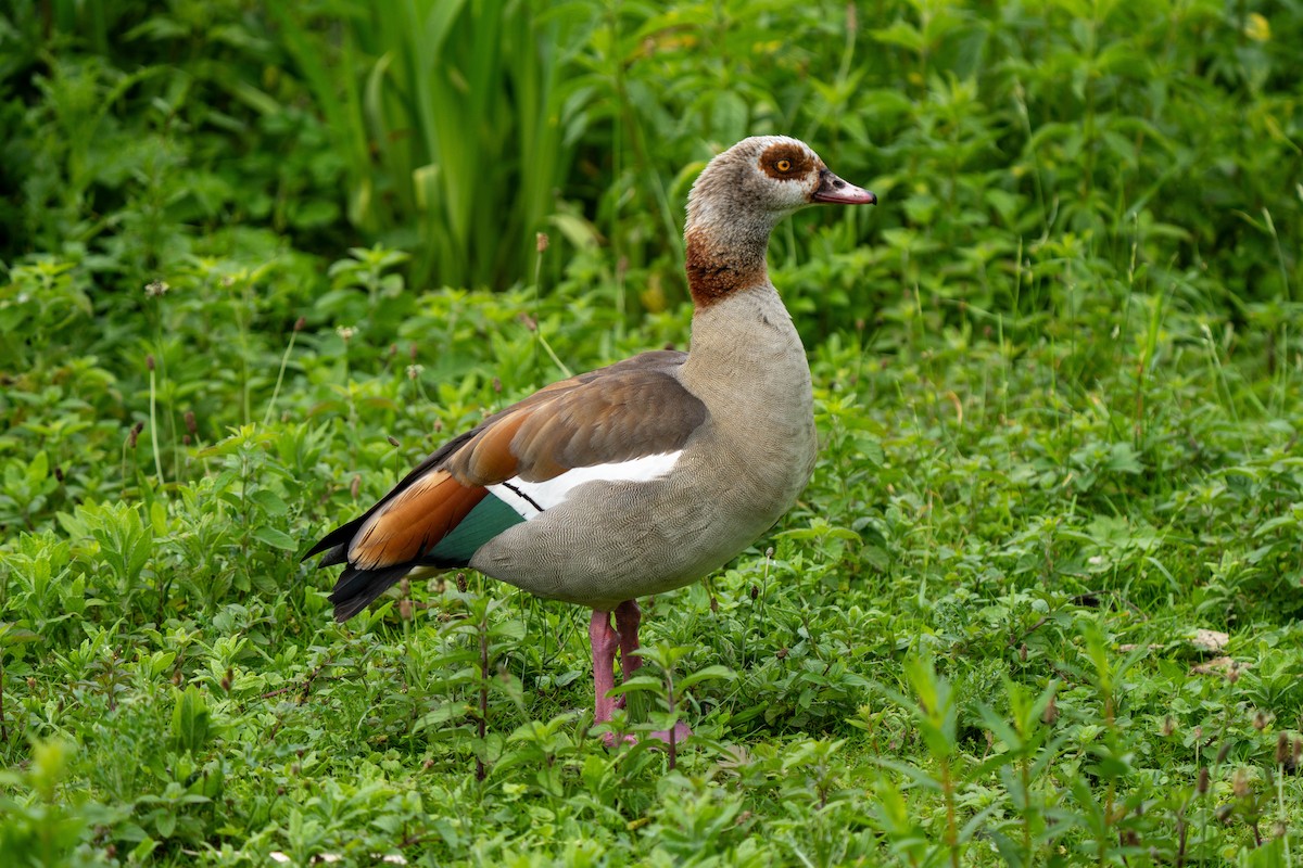 Egyptian Goose - ML620177259