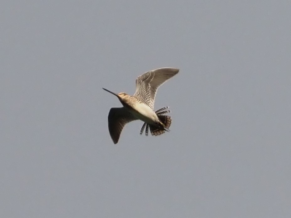 Wilson's Snipe - ML620177261