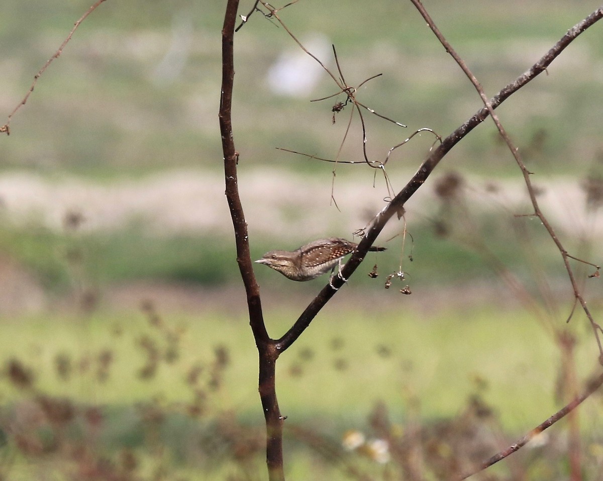 Eurasian Wryneck - ML620177265