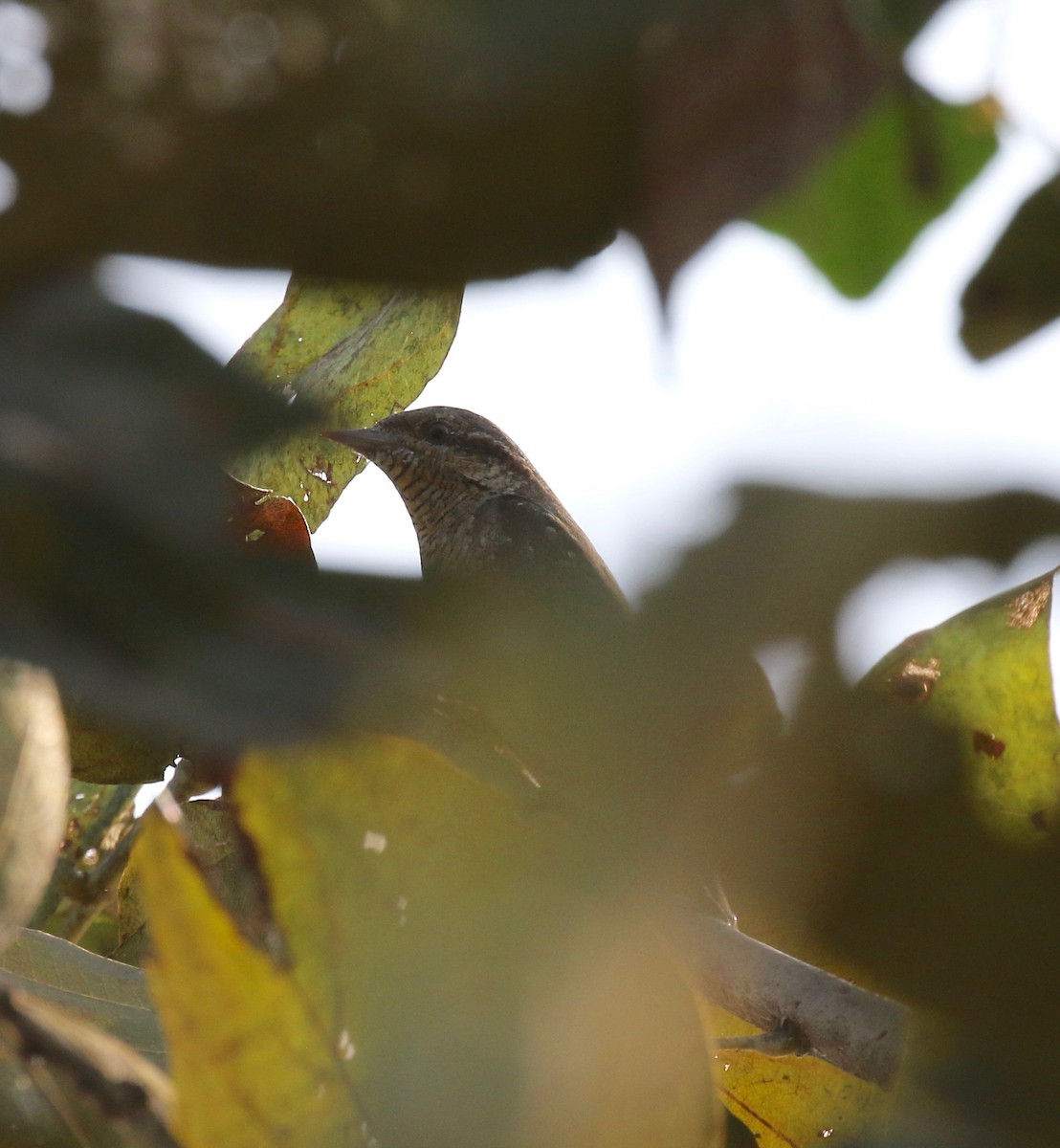 Eurasian Wryneck - ML620177266