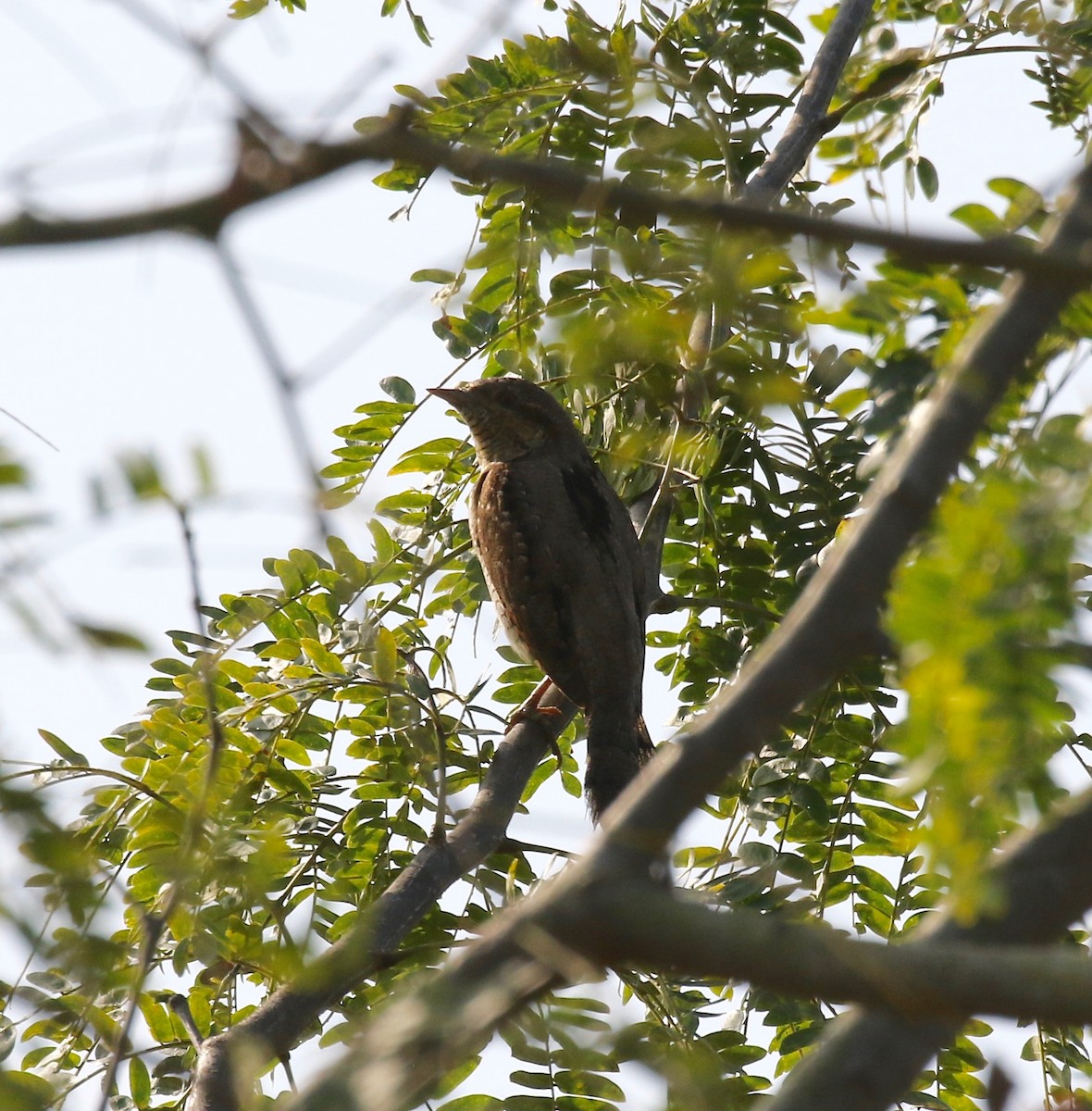 Eurasian Wryneck - ML620177267