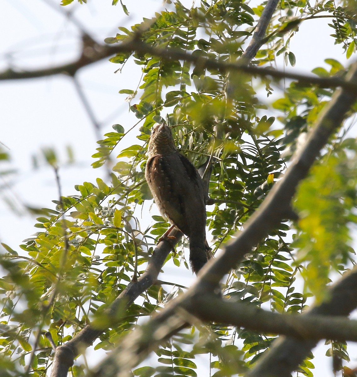 Eurasian Wryneck - ML620177268