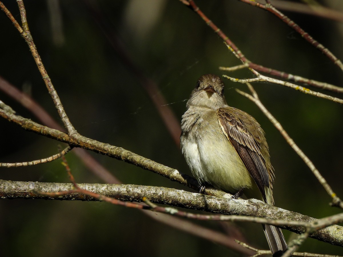 Willow Flycatcher - ML620177271