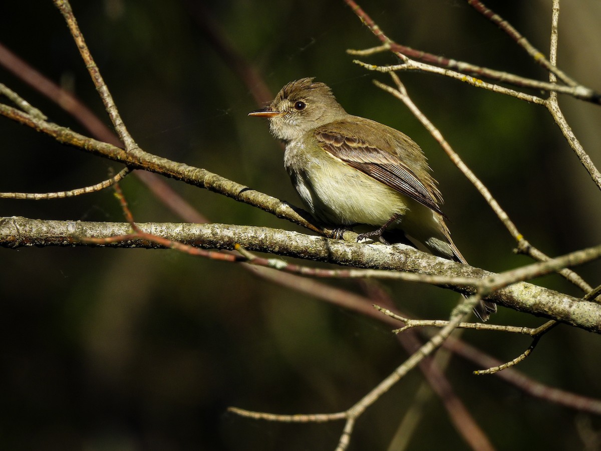 Willow Flycatcher - ML620177272