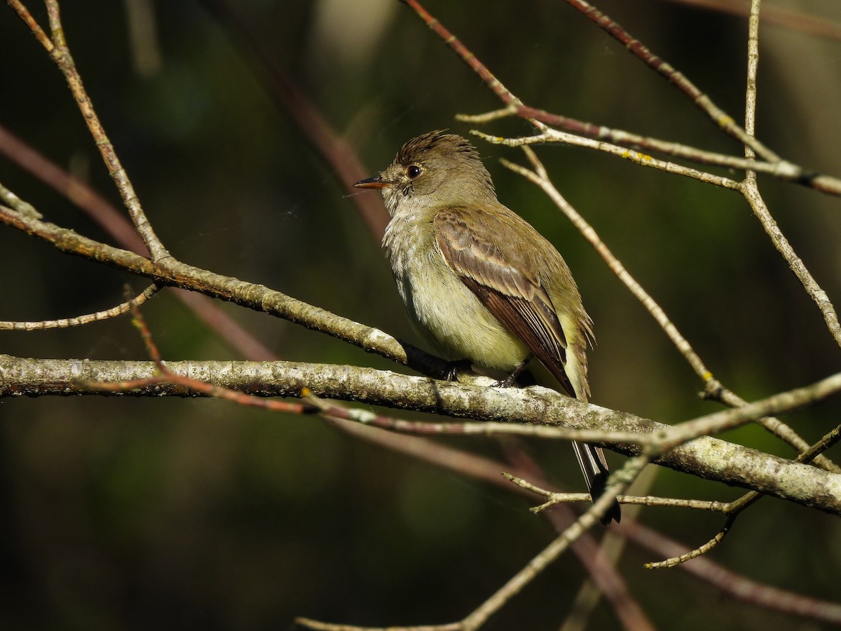 Willow Flycatcher - ML620177273