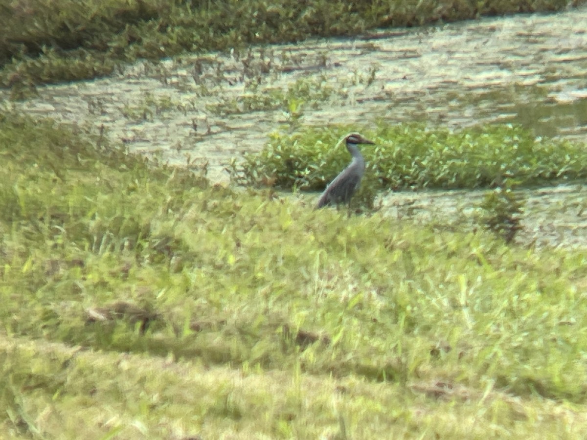 Yellow-crowned Night Heron - ML620177278