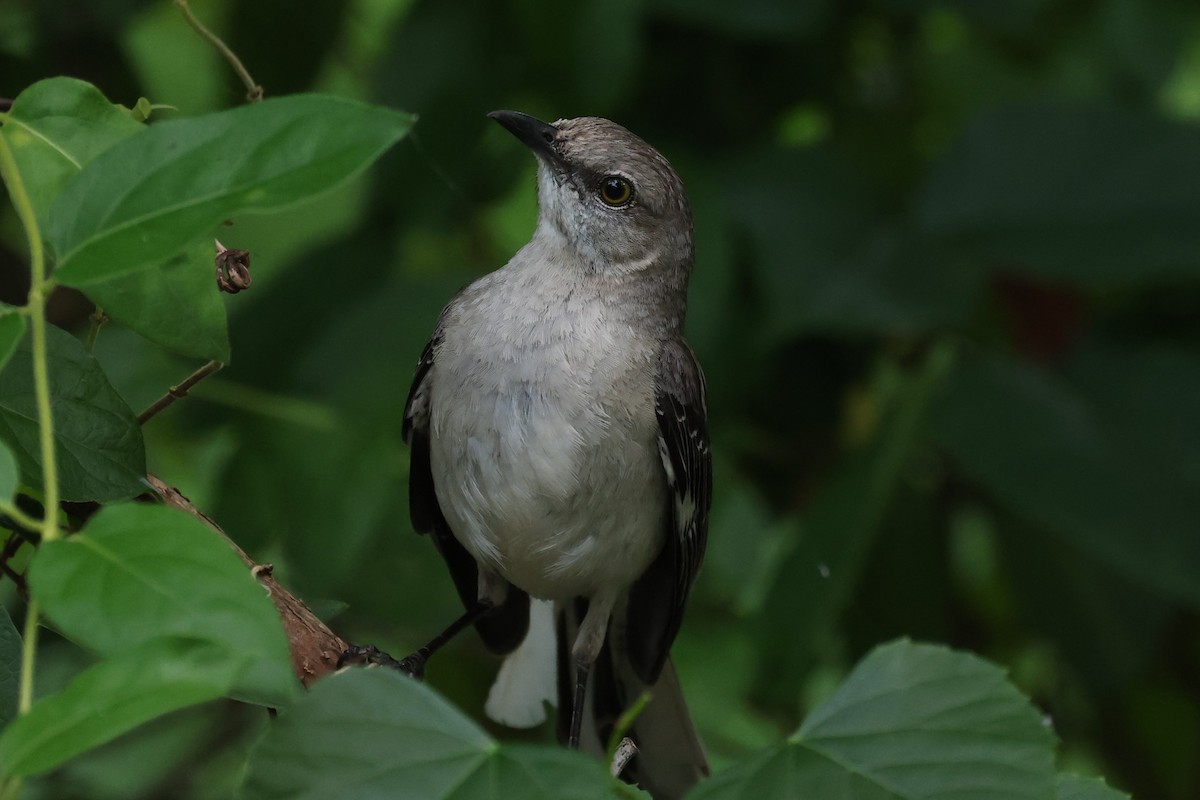 Northern Mockingbird - ML620177289