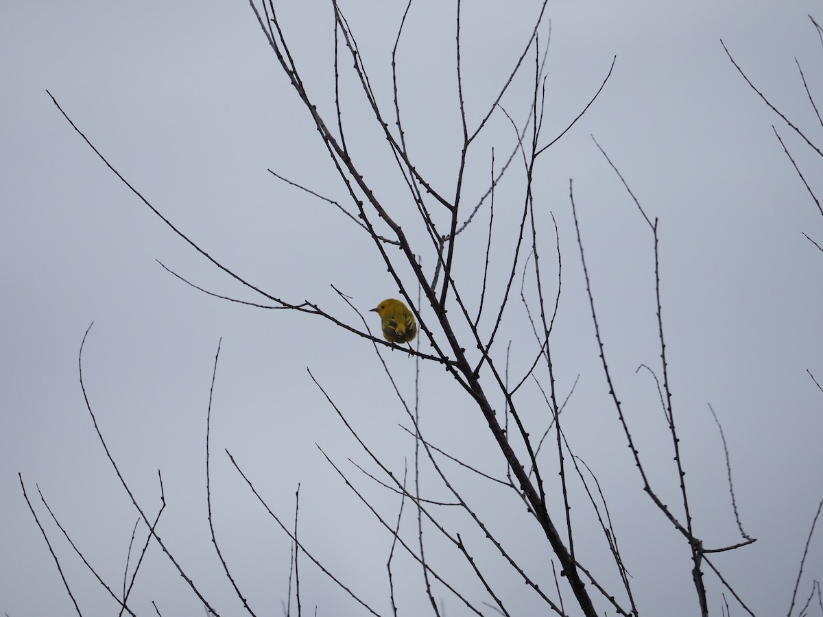 Yellow Warbler - Robert Kemper