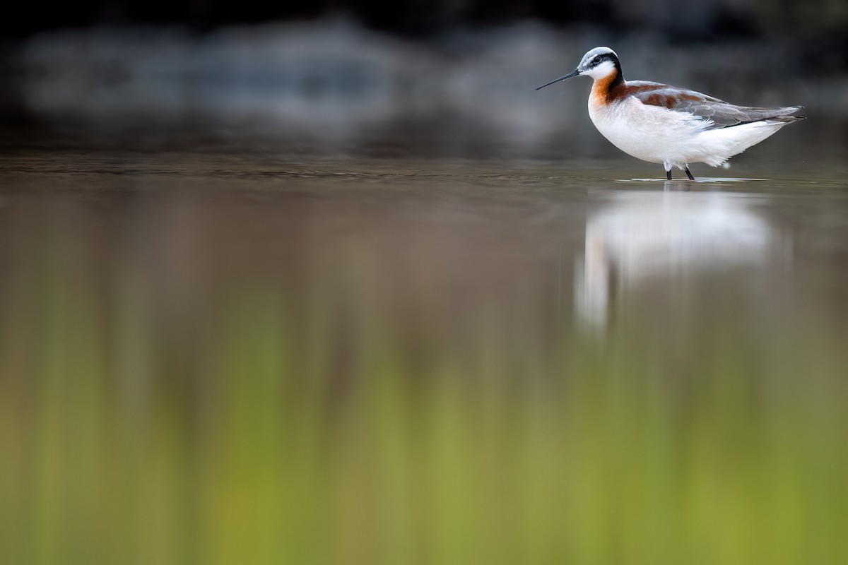 Wilson's Phalarope - ML620177296