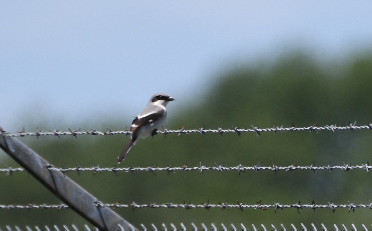 Loggerhead Shrike - ML620177303