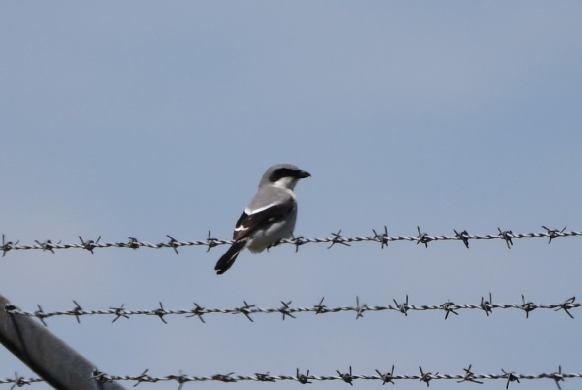 Loggerhead Shrike - ML620177304