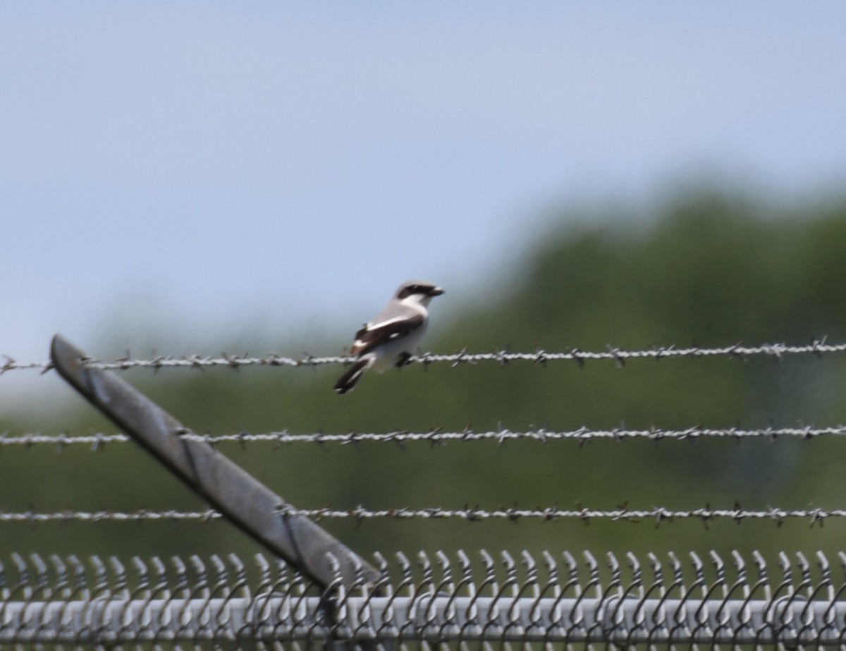 Loggerhead Shrike - ML620177305