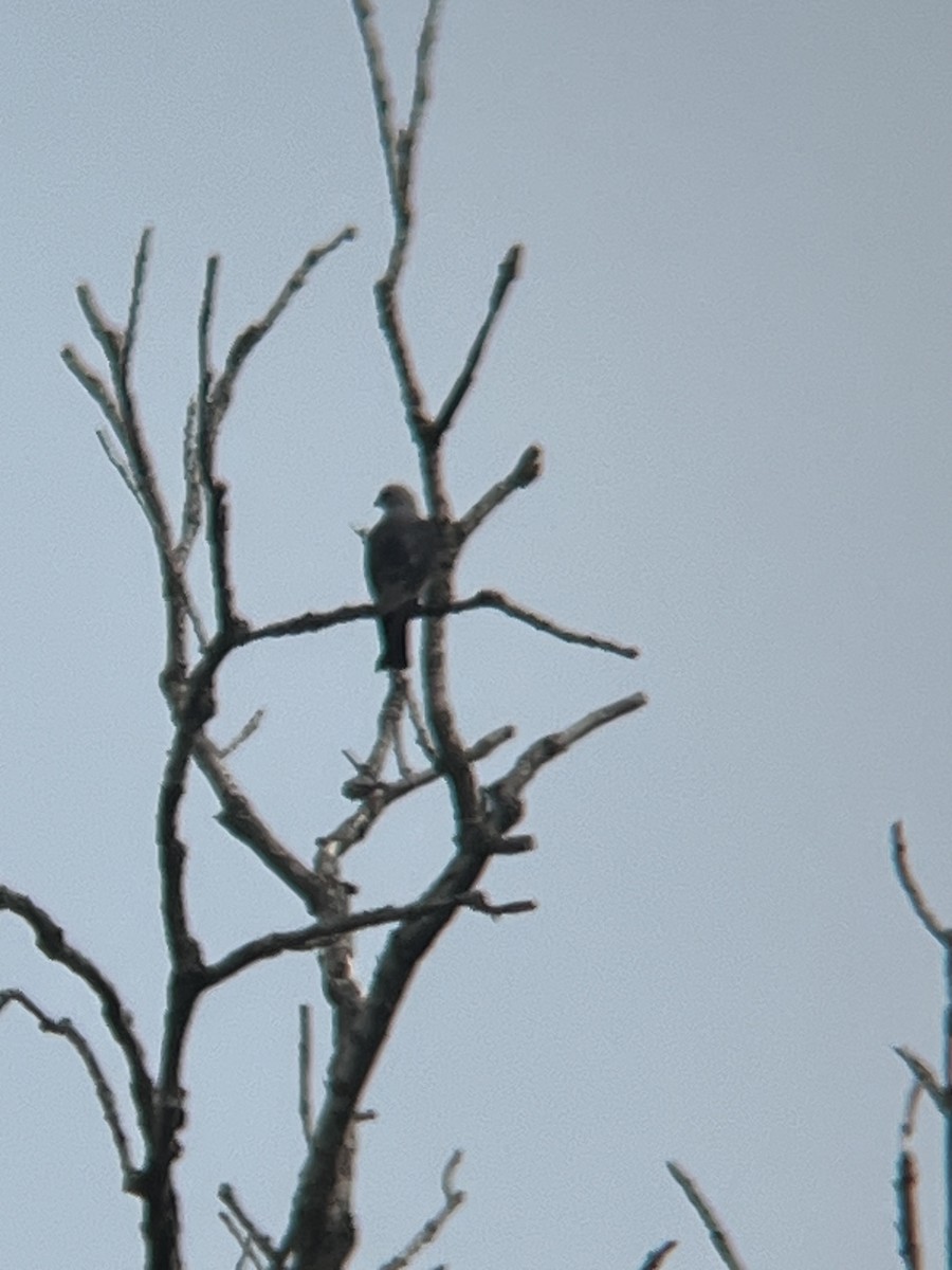 Mississippi Kite - ML620177306