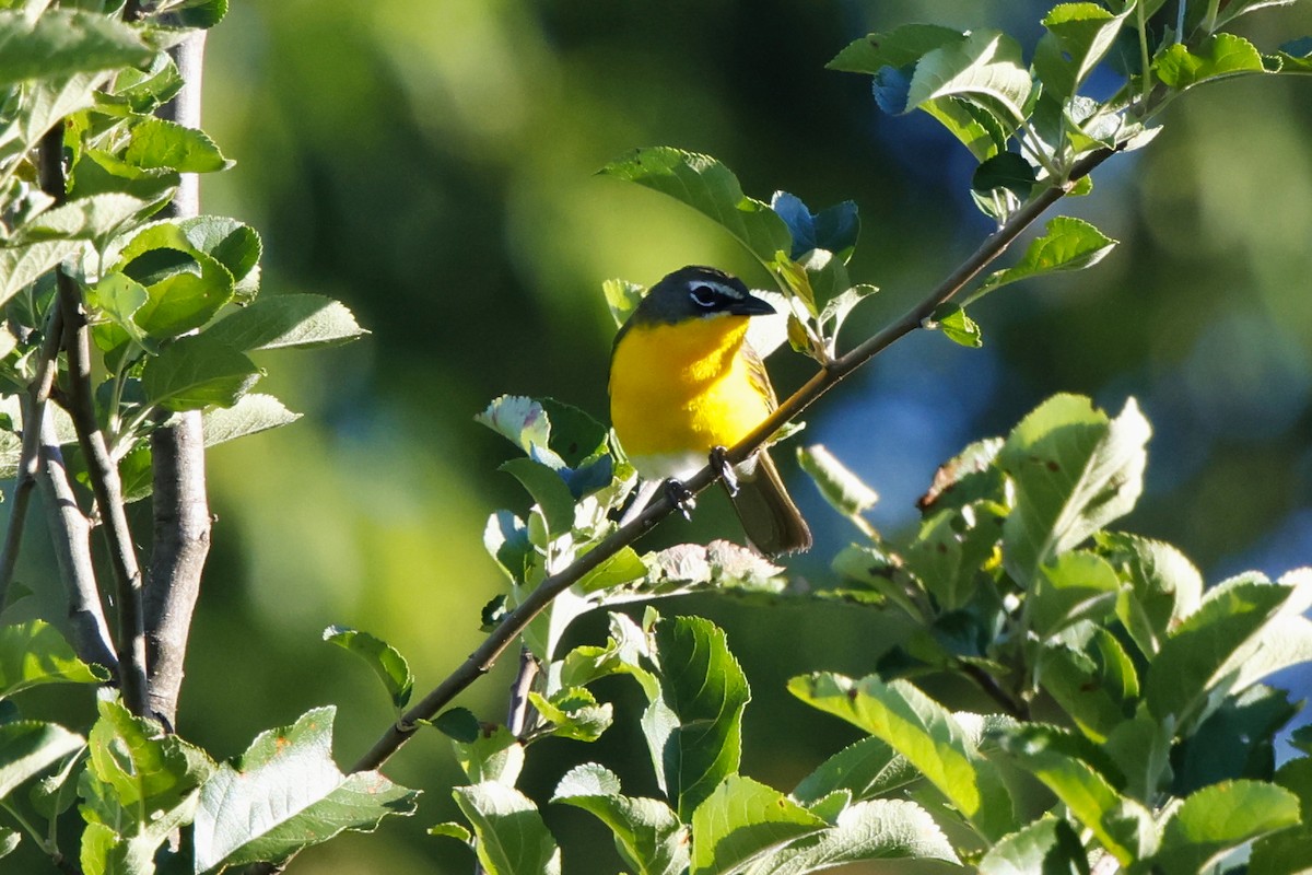 Yellow-breasted Chat - ML620177310
