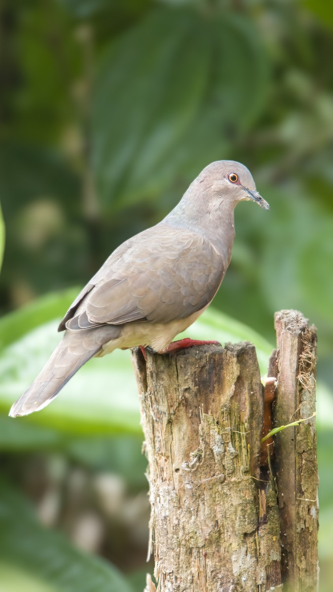 White-tipped Dove - ML620177320