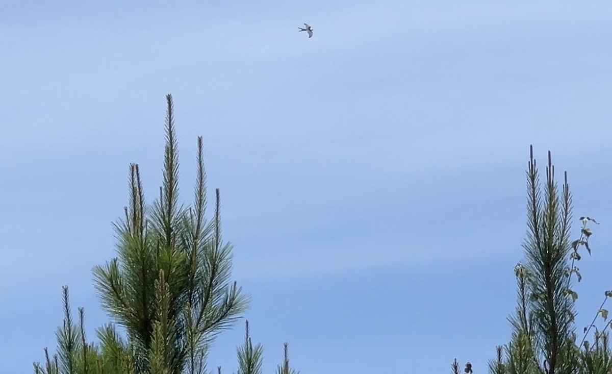 Swallow-tailed Kite - ML620177326