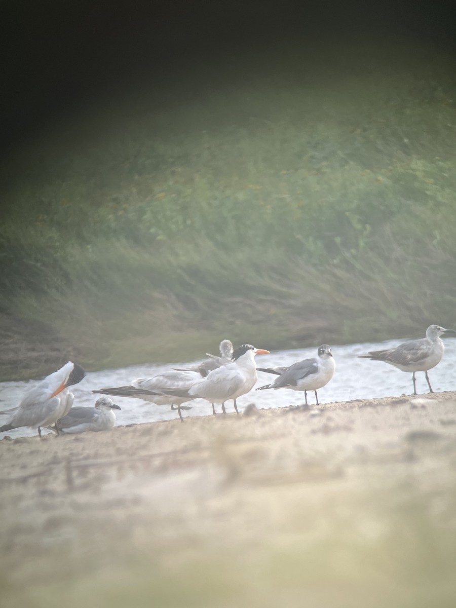 Franklin's Gull - ML620177332