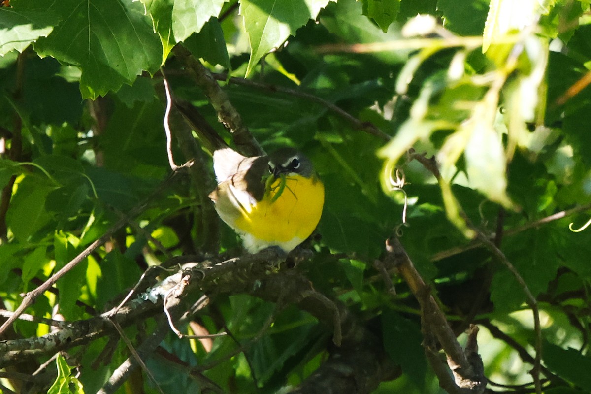 Yellow-breasted Chat - ML620177346