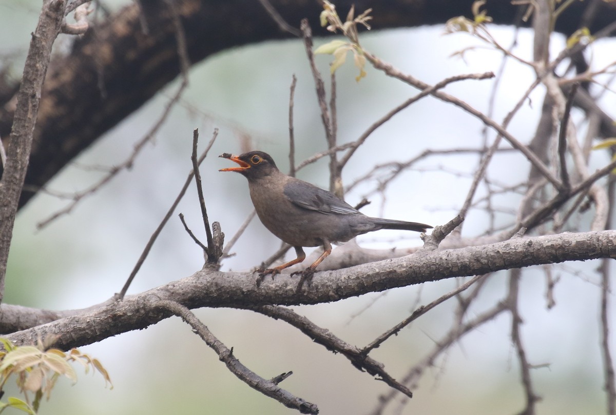 Indian Blackbird - ML620177349