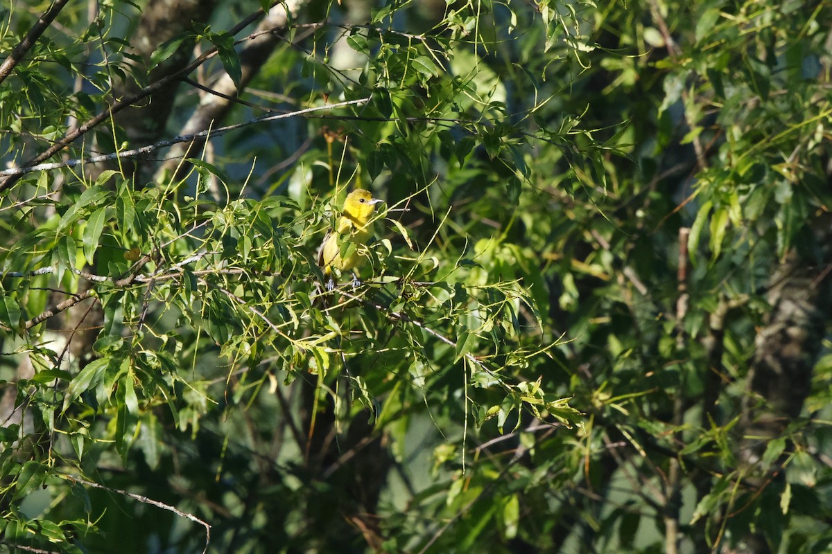 Orchard Oriole - ML620177352