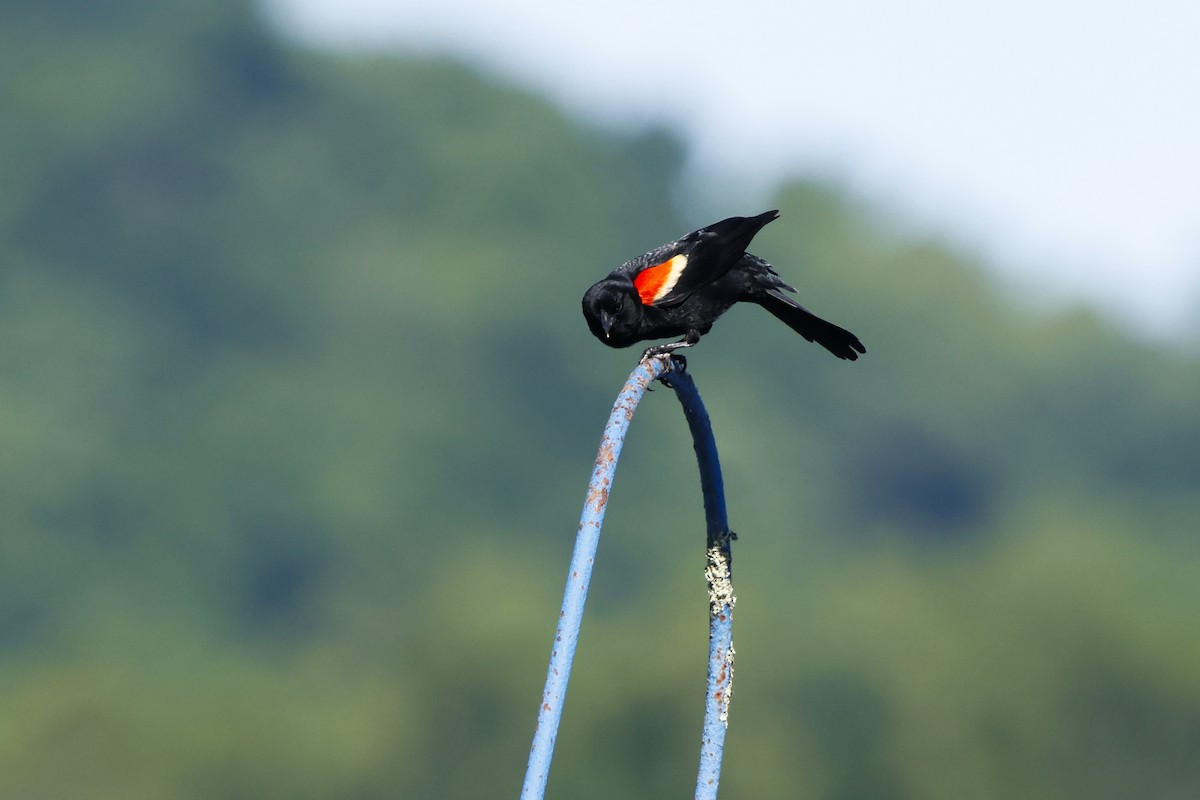 Red-winged Blackbird - ML620177358