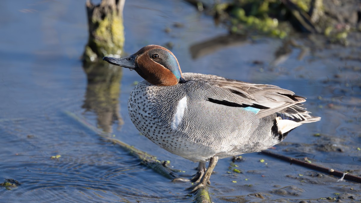 Green-winged Teal - ML620177359