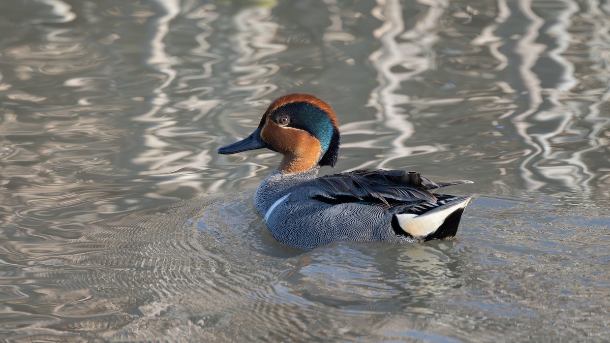 Green-winged Teal - ML620177360