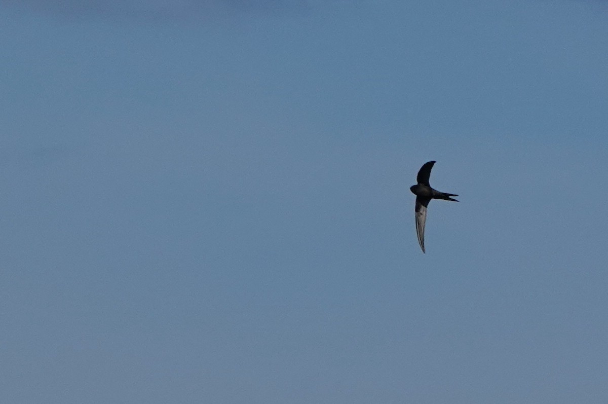 Common Swift - ML620177361