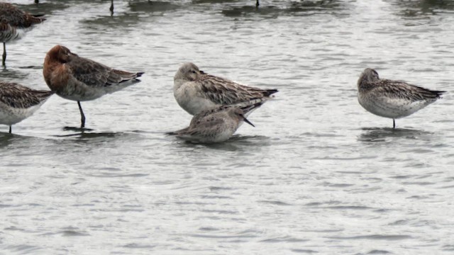 Red Knot - ML620177369