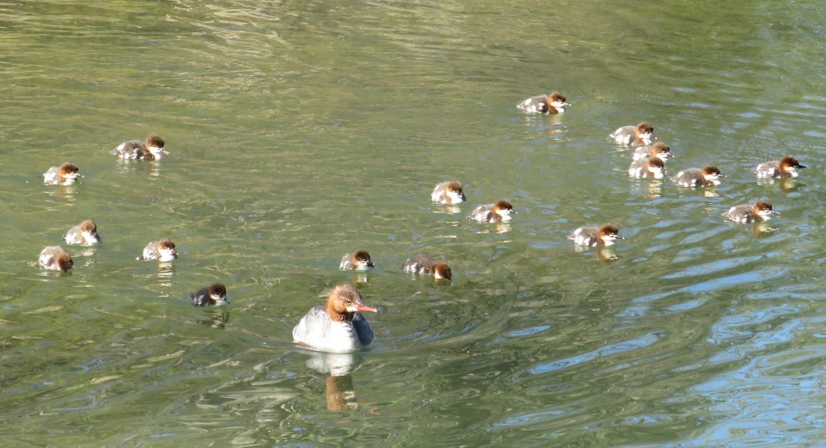 Common Merganser - ML620177370