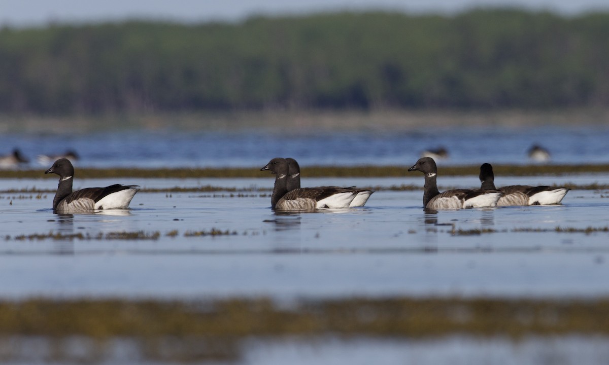 Brant (Atlantic) - ML620177376