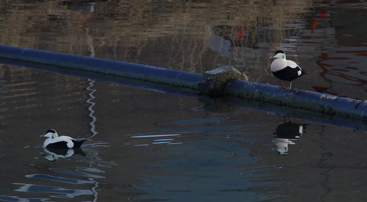 Common Eider - ML620177398