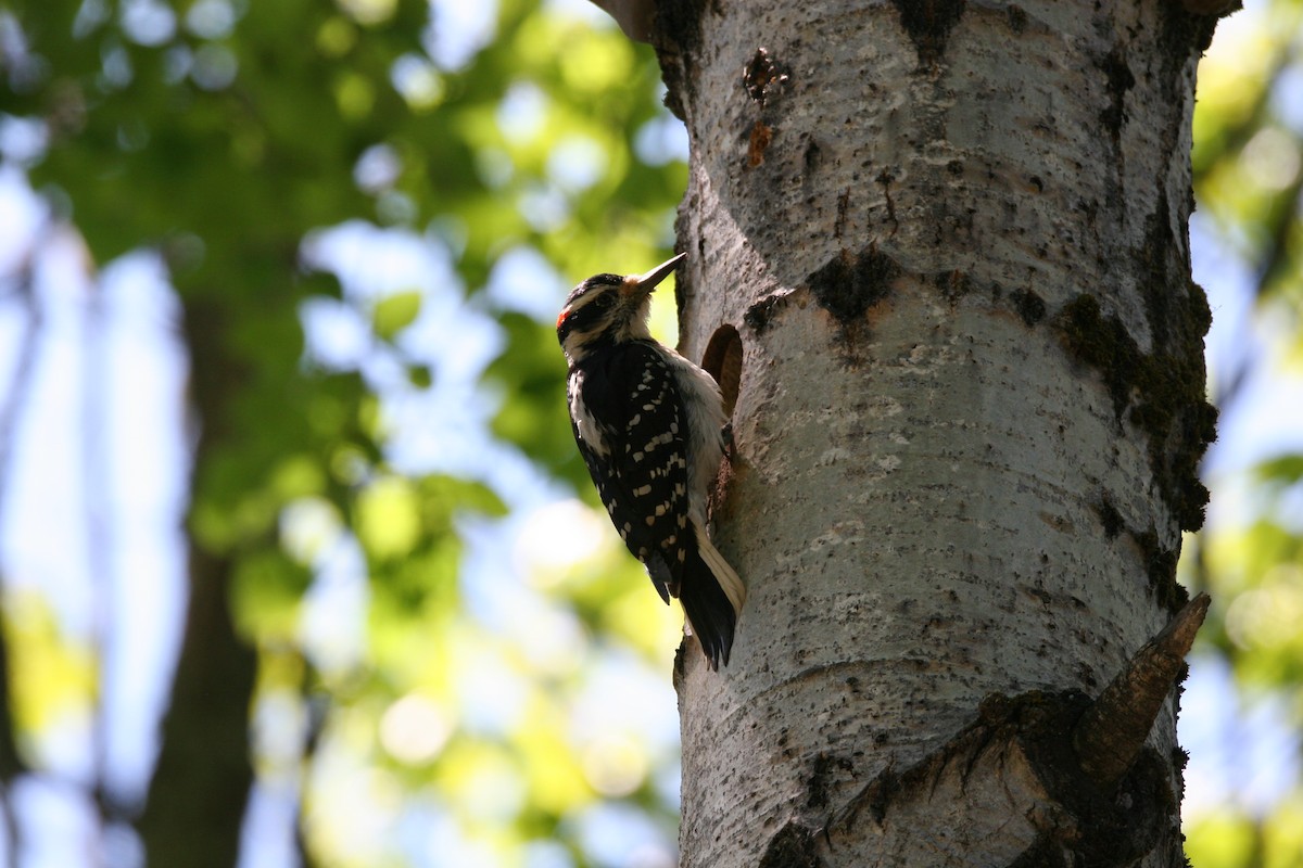 Hairy Woodpecker - ML620177400