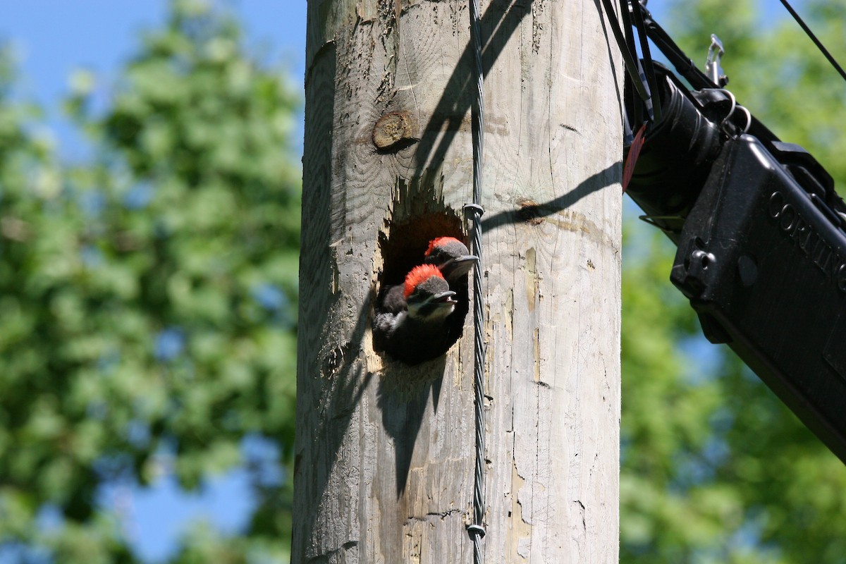 Pileated Woodpecker - ML620177415