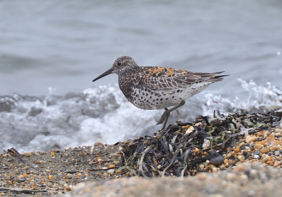 Great Knot - ML620177417