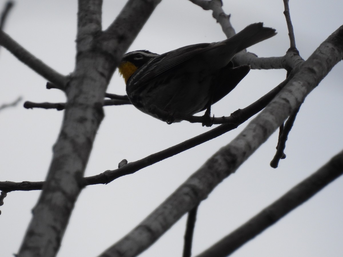 Yellow-throated Warbler - ML620177424