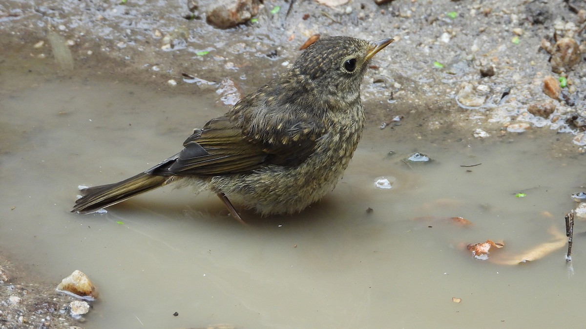 European Robin - ML620177426