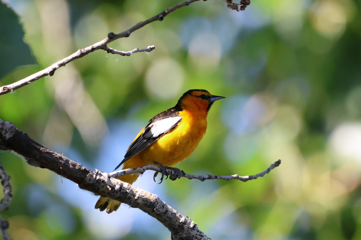 Bullock's Oriole - ML620177429