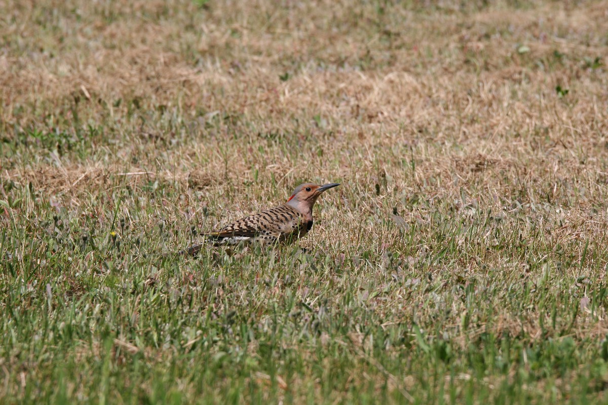 Northern Flicker - ML620177431