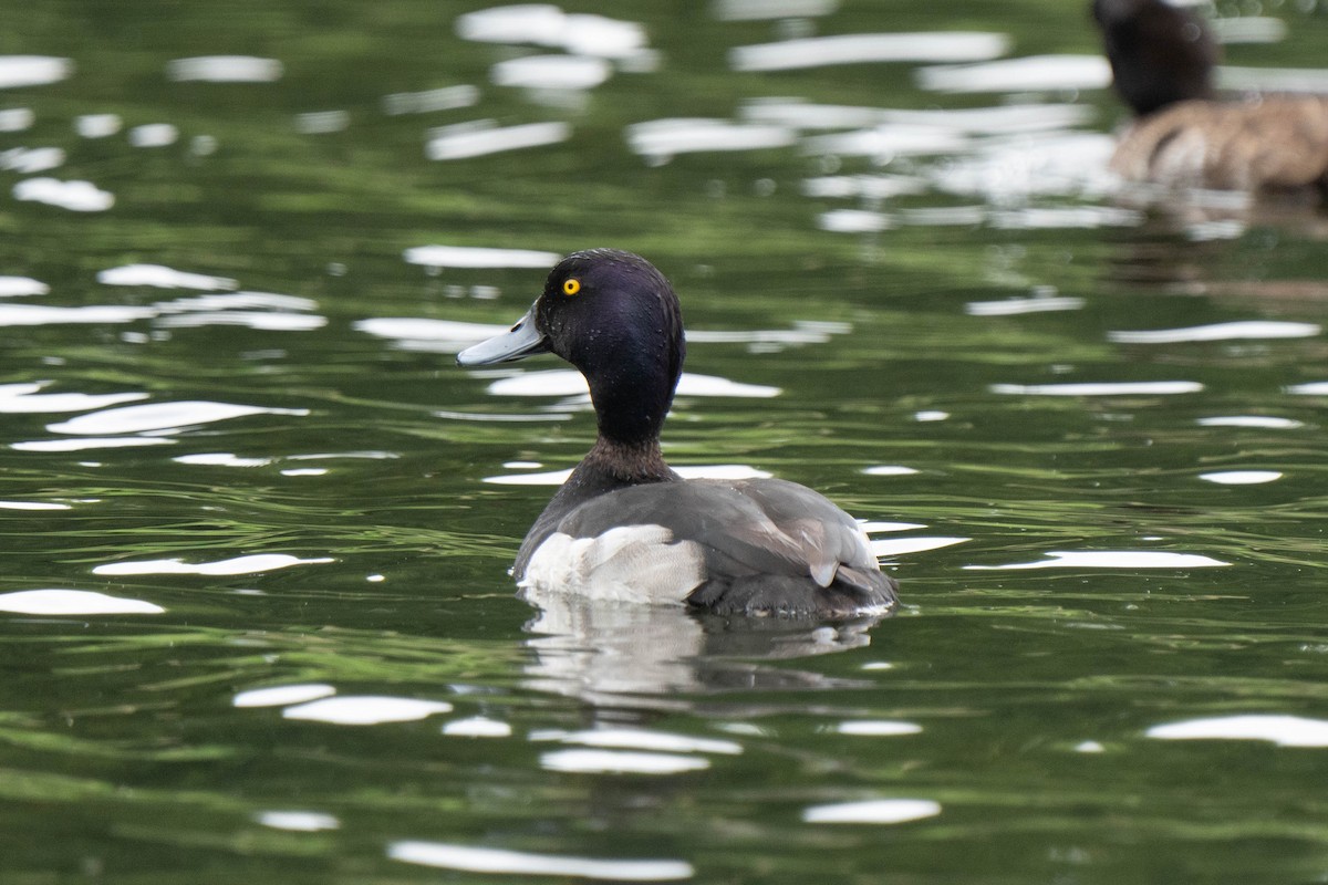 Tufted Duck - ML620177436