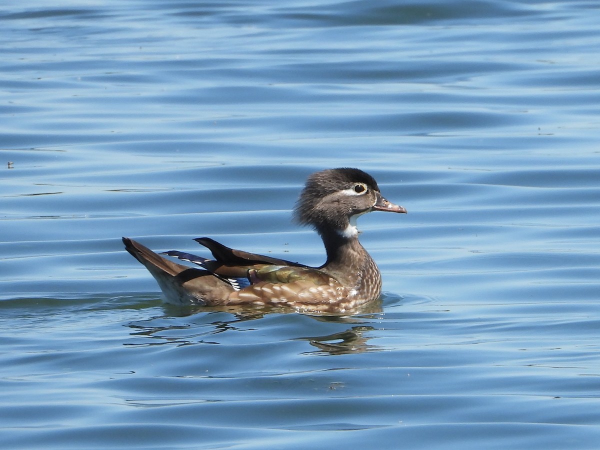 Wood Duck - ML620177447