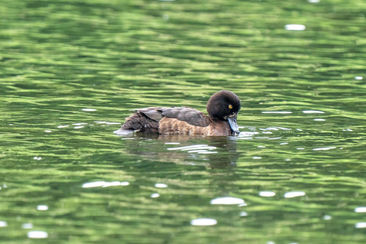 Tufted Duck - ML620177448