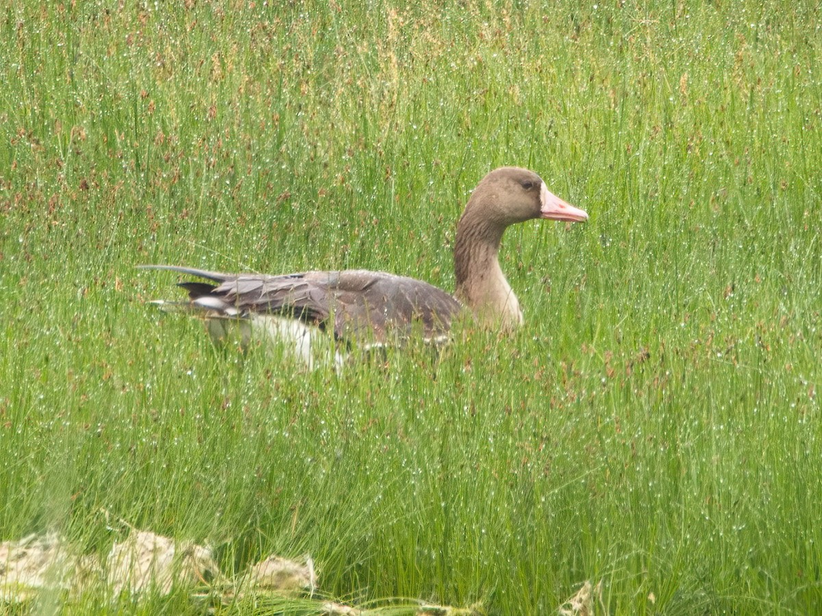 Greater White-fronted Goose - ML620177450