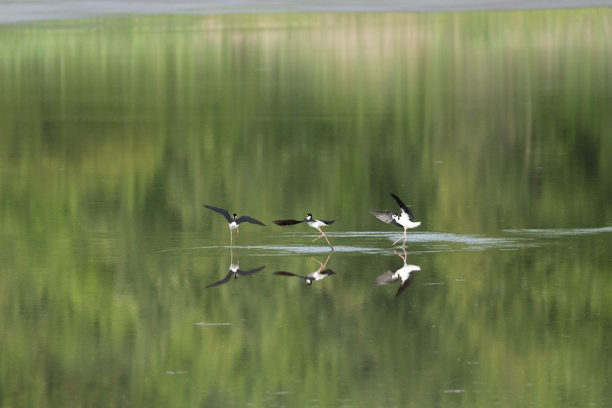 Black-necked Stilt - ML620177452