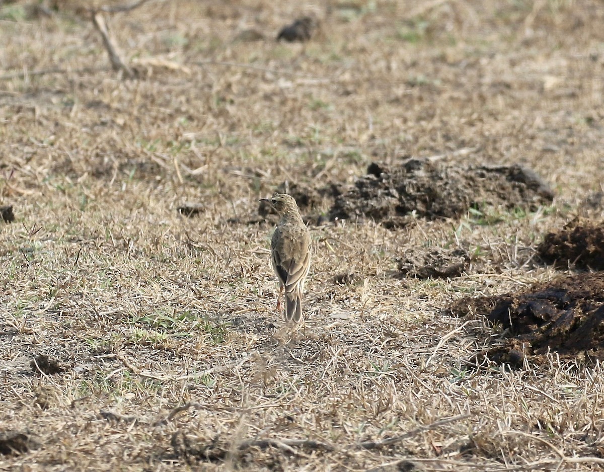 Paddyfield Pipit - ML620177459