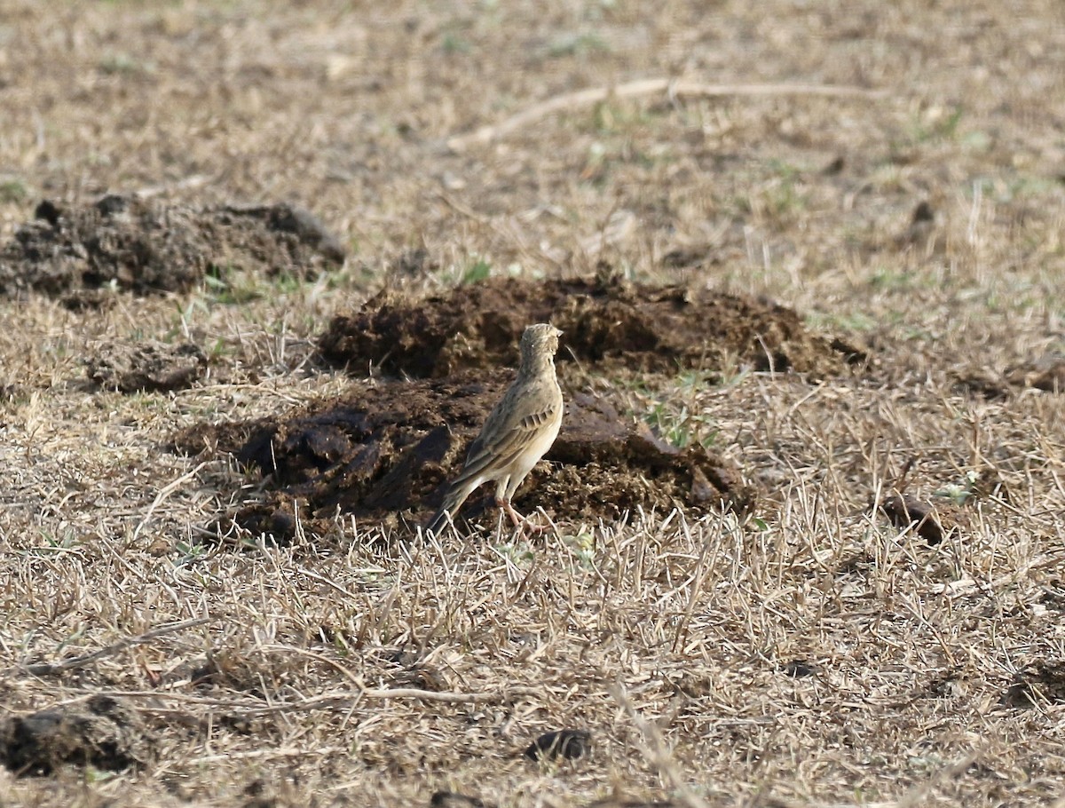 Paddyfield Pipit - ML620177461