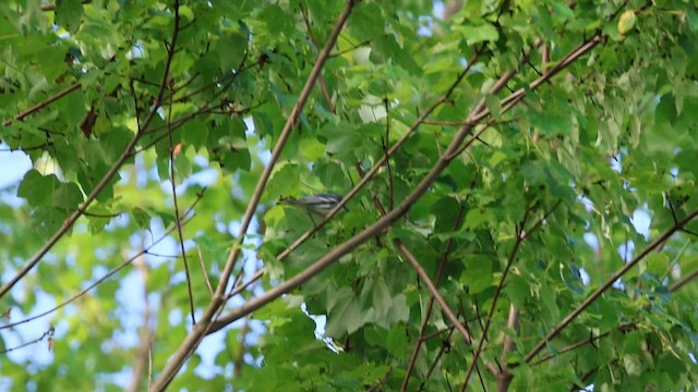 Cerulean Warbler - ML620177499