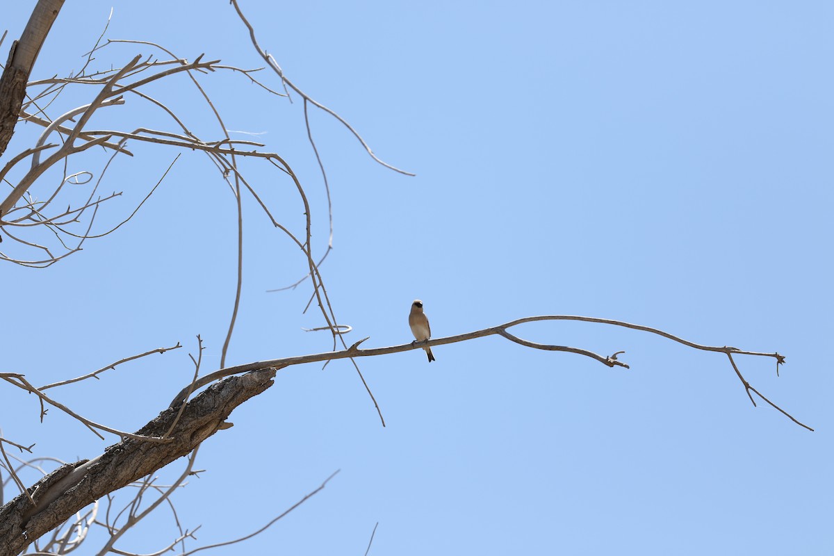 Desert Finch - ML620177503